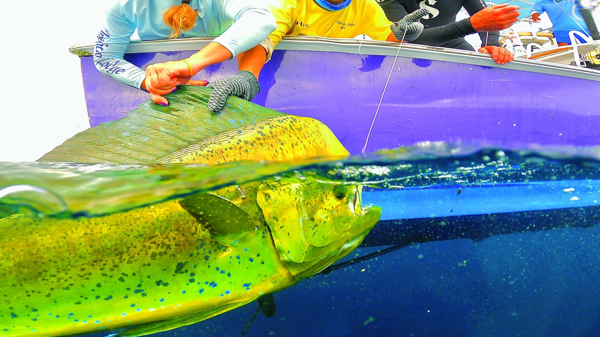 Featured Archives - Cayman Islands Fly Fishing